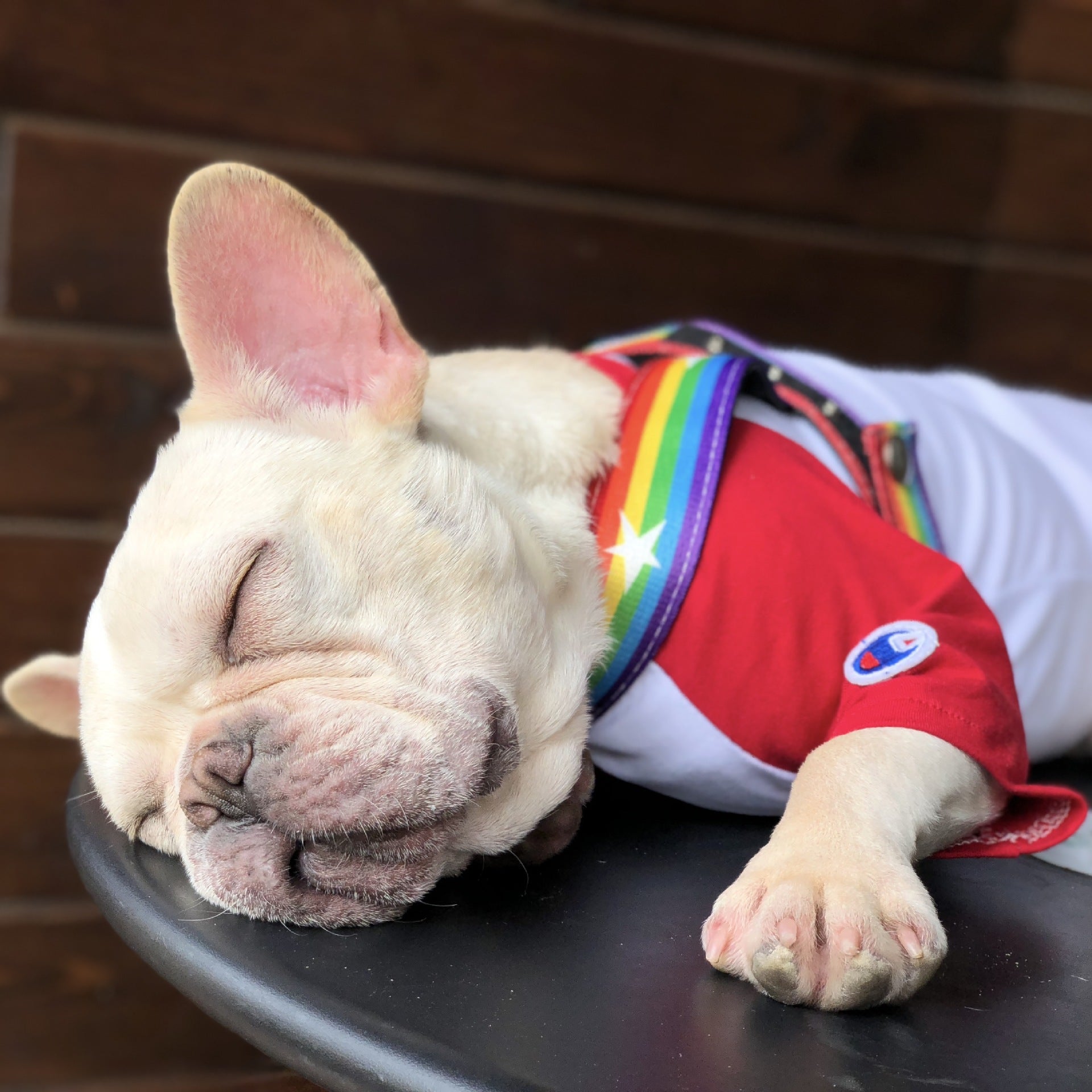 Discover the Rainbow Cool Pet Leash Chain