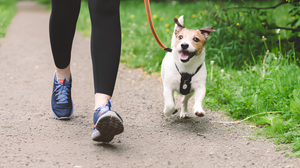 Reliable Pet Leashes For Walks